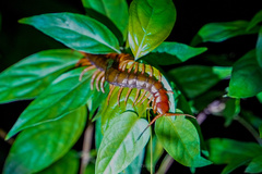 Scolopendra multidens