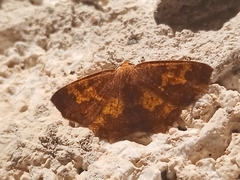 Periclina merana