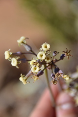 Tulbaghia dregeana