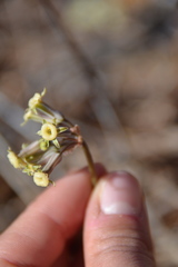 Tulbaghia dregeana