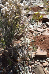 Tulbaghia dregeana