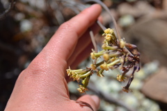 Tulbaghia dregeana
