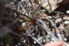 Tulbaghia dregeana