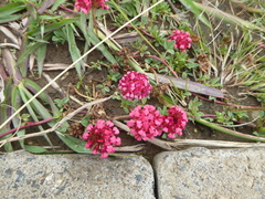 Trifolium burchellianum