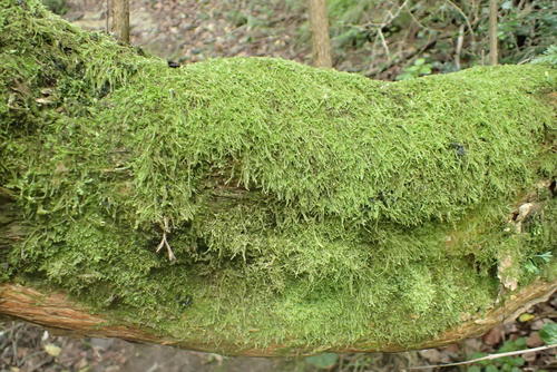 Ectropothecium regulare observed 2016-07-08