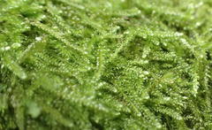 Ectropothecium regulare