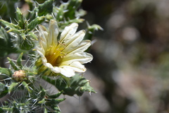 Codon royenii
