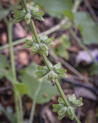 Salvia dumetorum
