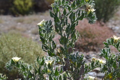 Codon royenii