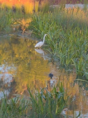 Ardea alba