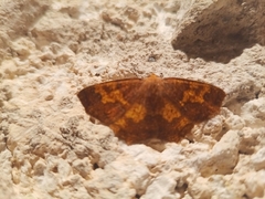 Periclina merana