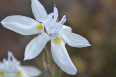 Moraea vespertina
