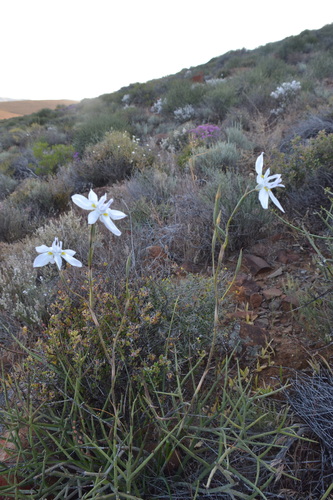 Moraea vespertina