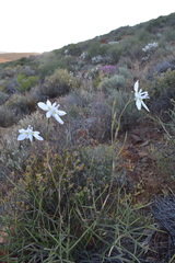 Moraea vespertina
