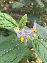 Solanum densevestitum