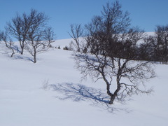 Betula pubescens pumila