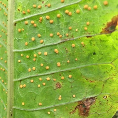 Microsorum membranaceum