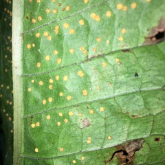 Microsorum membranaceum