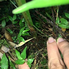 Microsorum membranaceum