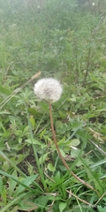 Taraxacum officinale