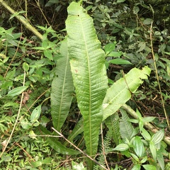 Microsorum membranaceum