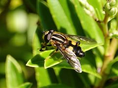 Helophilus antipodus