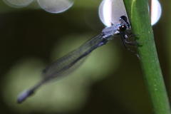 Pseudagrion salisburyense