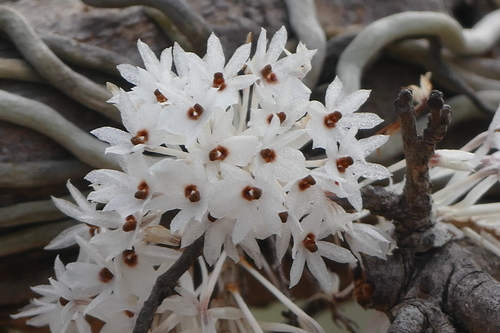 Microcoelia hirschbergii (Microcoelia hirschbergii)