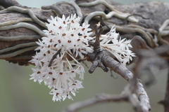 Microcoelia hirschbergii