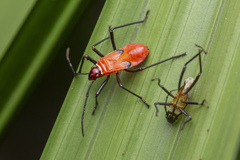 Dysdercus decussatus