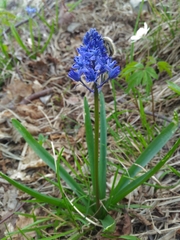 Hyacinthoides italica