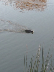 Fulica atra australis