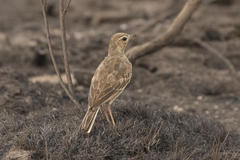 Anthus leucophrys leucophrys