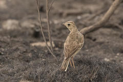 Anthus leucophrys leucophrys