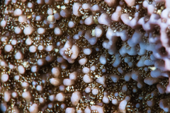 Montipora flabellata