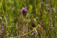 Castilleja densiflora