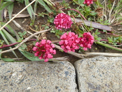 Trifolium burchellianum