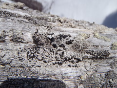 Mycoblastus sanguinarius