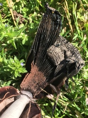 Coprinus sterquilinus