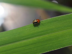 Cryptocephalus suavis