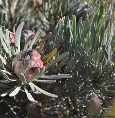 Leucadendron album