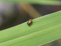 Cryptocephalus suavis