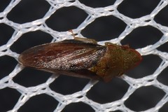 Neotituria kongosana