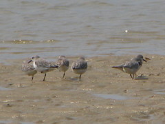 Charadrius leschenaultii