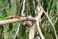 Eucalyptus globulus bicostata