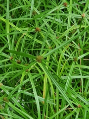 Cyperus aromaticus
