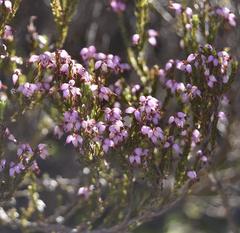 Erica uberiflora