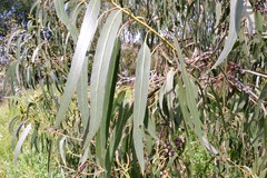 Eucalyptus globulus bicostata