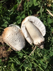 Coprinus sterquilinus