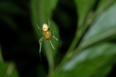 Bijoaraneus mitificus